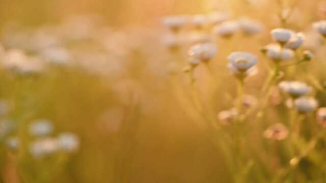 Daisy fleabane sunrise slow motion