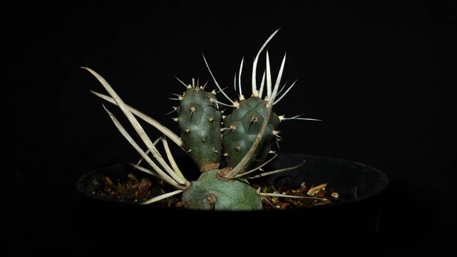 Closeup of Tephrocactus articulatus isolated on black background. Decorative houseplant
