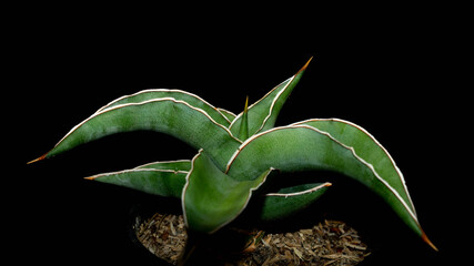 Closeup of green sansevieria isolated on black background. Decorative houseplant - 386374935
