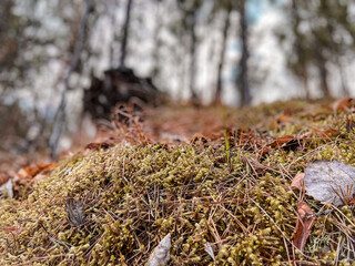 Obraz premium autumn nature