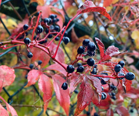 Eine rote Virginia-Kriechpflanze mit Beeren, einem Spinnennetz und Tautropfen gegen einen grünen Zaun.