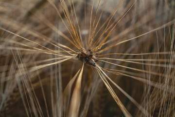 Espiga de trigo centrada vista des de arriba  