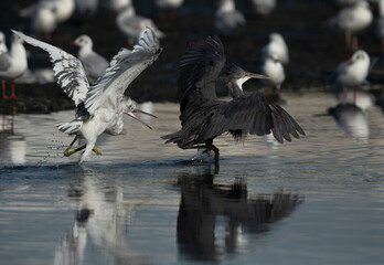 Juvenile Western reef heron chasing other at Tubli bay, Bahrain