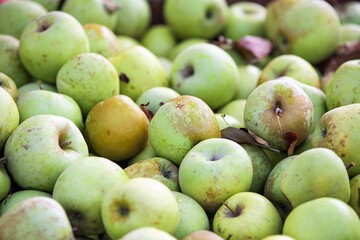 apples -close-up of fruit and vegetables for sale at the market