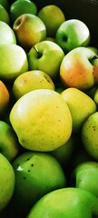 mangoes
