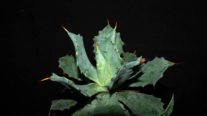 Closeup of Agave isthmensis isolated on black background. Decorative houseplant