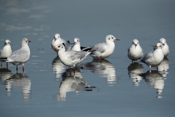 Black-headed gulls at Tubli bay, Bahrain
