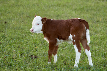 Side view of a cute cow calf standing in green pasture, Hereford beef cattle