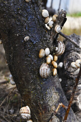 Grape snails (lat.Helix pomatia) on a tree trunk. Molluscs with a spiral shell on the bark.