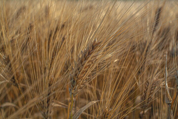 espigas de trigo amarillas listas para su cosecha 