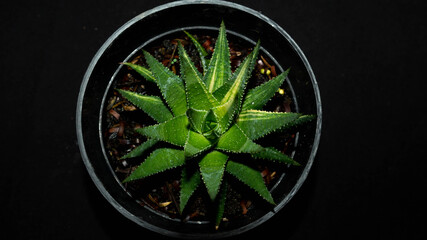 Closeup of Haworthia fasciata isolated on black background. Decorative houseplant