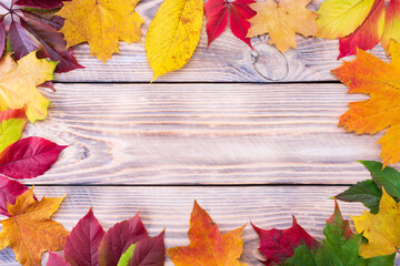 Colorful fall maple leaves on rustic wooden background. Life cycle of fall leaf. Thanksgiving holidays concept. Green, yellow and red autumn leaves. Top view, copy space