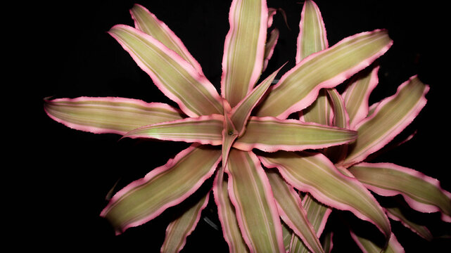 Isolated Cryptanthus isolated on black background. Decorative houseplant