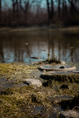 Old worn car tires on the lake shore. An example of how people disturb and pollute nature. An ecological catastrophe.
