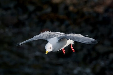 Red-legged Kittiwake (Rissa brevirostris) at St. George Island, Pribilof Islands, Alaska, USA