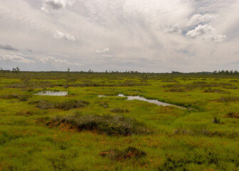Fototapeta premium bog landscape on a summer day, bog vegetation, windy weather, Nigula Nature Reserve, Estonia