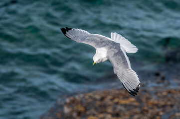 Red-legged Kittiwake (Rissa brevirostris) at St. George Island, Pribilof Islands, Alaska, USA