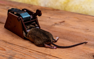 Dead brown house mouse in a modern snap trap with end and tail sticking out. Close up.