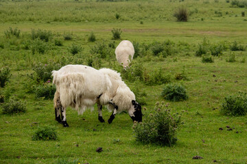 Sheep with scruffy fleece. Maybe shedding or else Sheep Scab caused by mites.