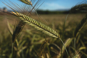 espiga de centeno en un campo de trigo 
