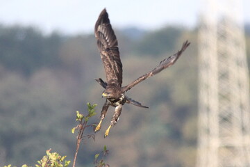 Mäusebussard