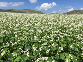 field of flowers