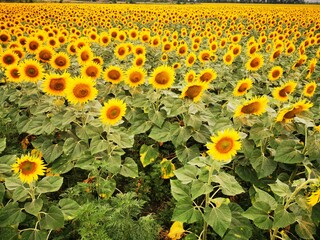 Sunflowers and field