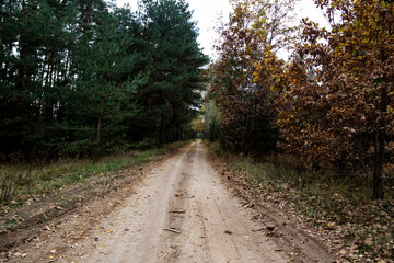 Fototapeta na wymiar Dirty forest road in the village in Ukraine at the autumn.