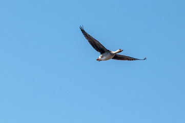 Bean Goose (Anser fabalis) gosling in Barents Sea coastal area, Russia