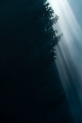 Rays of bright sunlight shining through the dense morning fog and into the dark forest.