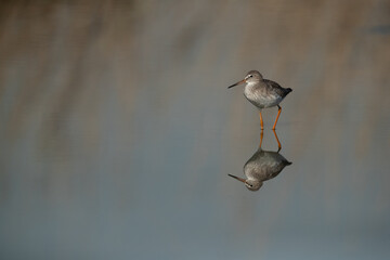 Redshank at Asker marsh with reflection on water, Bahrain
