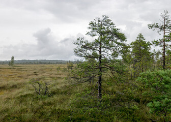 Rainy and gloomy day in the bog, traditional bog landscape with wet trees, grass and bog moss, foggy and rainy background
