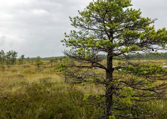 Rainy and gloomy day in the bog, traditional bog landscape with wet trees, grass and bog moss, foggy and rainy background