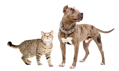 Dog breed pitbull and curious cat scottish straight standing together isolated on white background