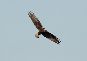 Fototapeta premium The marsh harriers are birds of prey, a medium-sized raptors