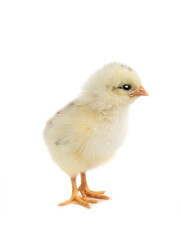 Chicken isolated on a white background.