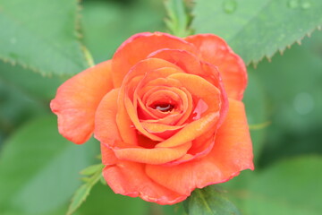 オレンジ色の薔薇