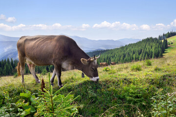 Beautiful cow grazing the meadow in mountains on background of blue cloudy sky