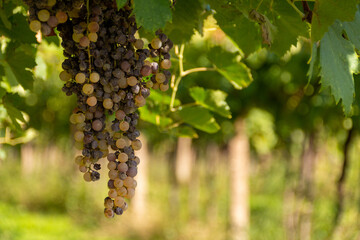 Close up image of a bunch of green grapes hanging from the branch on a sunny autumn day in a vineyard. 