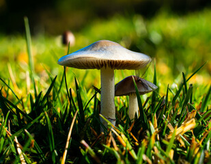 Two grey mushrooms growing in the moist grass on a meadow.