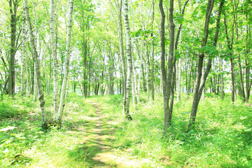 Obraz premium 新緑の小道