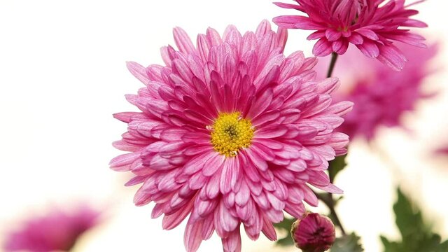 The beautiful autumn pink chrysanthemum garden in sunlight, lush chrysanthemum flowers with pink petals in the garden bloom at sunset. Slow motion video.