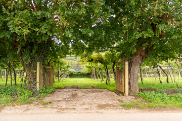 Open Gate to a wine yard in northern Italy with trees on a sunny autumn day