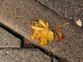 autumnal colored maple leaf on a wet street