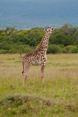 Naklejka na ściany i meble Masai Giraffe in Kenya