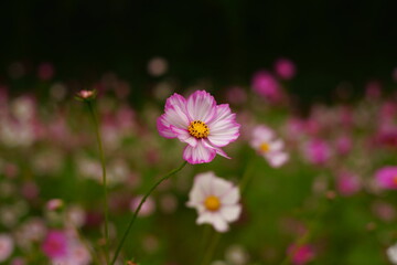 秋桜畑のコスモス