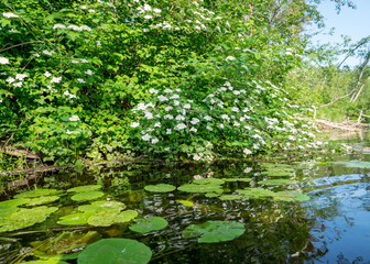 summer landscape with a small forest river, low river calm, summer wild river reflection landscape.