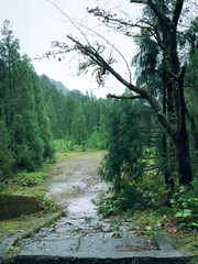 屋久島の雨上がりの木々
