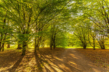 Herbstlandschaft in der Nachmittagssonne | Herbstwald