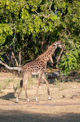 Portrait of a giraffe grazing in Selous, Tanzania